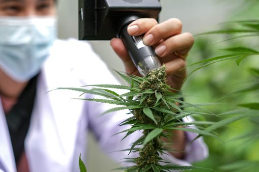 Portrait of scientist with mask, glasses and gloves checking hemp plants in a greenhouse. Concept of herbal alternative medicine, cbd oil, pharmaceptical industry..