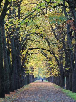 The road lined with trees with yellowing leaves is an autumn landscape