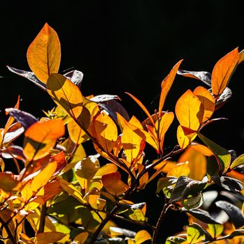Red and yellow leaves on the branches of a shrub on a black background. Blurred autumn backdrop