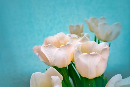 spring greeting card with flowers: white tulips on a sky-blue background. The concept of spring, tenderness, femininity. copy space