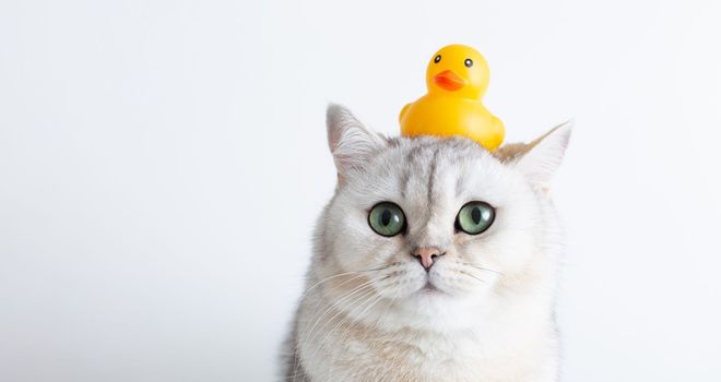 Funny white cat with a yellow rubber duck on his head, on a white background. Close-up. Wide banner. Copy space