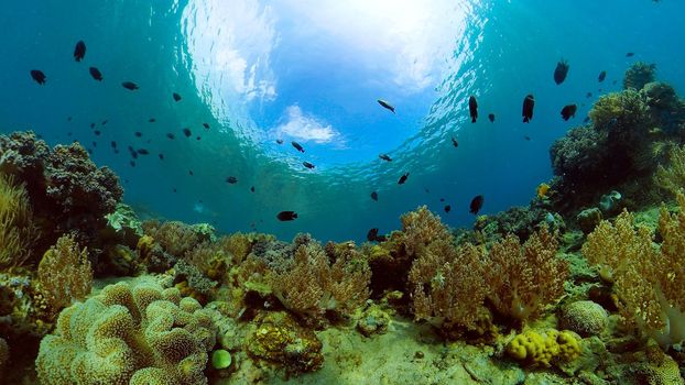 Tropical fishes and coral reef at diving. Beautiful underwater world with corals and fish. Philippines.