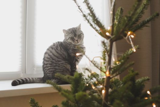 A beautiful domestic gray cat next to a decorated Christmas tree. Merry Christmas and New Year