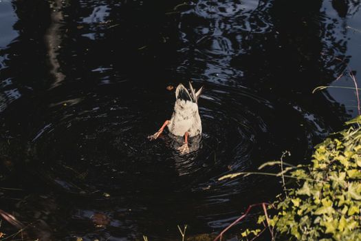 Duck diving with head under water, duck bottom up