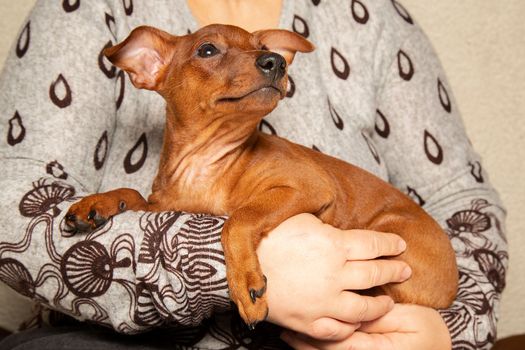 A woman holds a puppy in her arms. The puppy's muzzle is sideways. A small dog in the owner's arms looks away. A pet. Portrait.