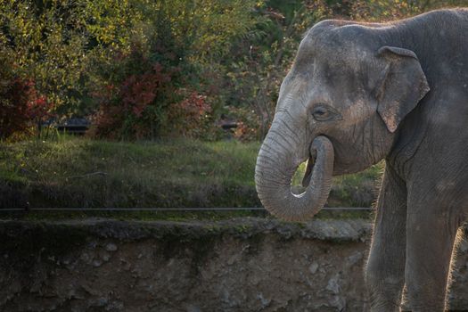 Asian elephant eating. Smiling elephant. Funny elephant. High-quality photo