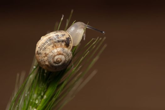 macro View Of Snail On Wet Leaf