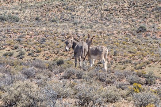 A landscape, with donkeys, on the historic Postal Route between Fraserburg and Sutherland in the Northern Cape Karoo
