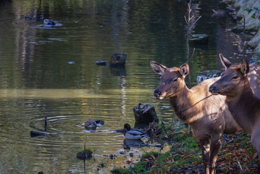 Two deers stand near lake with ducks. Deer in the wild. High quality photo