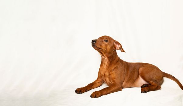 The puppy stands on a white background. Smooth-haired, brown, purebred tsvergpinscher puppy. The dog looks away.