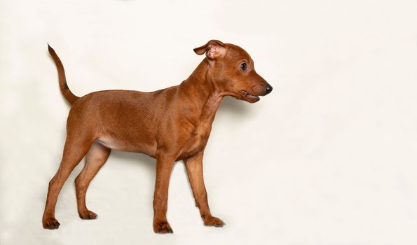Funny puppy stands sideways on a light background. A brown, playful puppy with a raised tail. The little dog looks away. A thoroughbred pet rejoices.