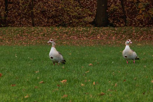 A couple of geese standing in the park. Family of Egyptian geese. Geese on green meadow