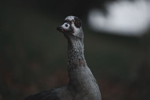 Portrait of Beautiful funny nile goose. Beautiful Egyptian goose