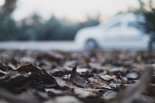 Dried fallen leaves background. High quality photo