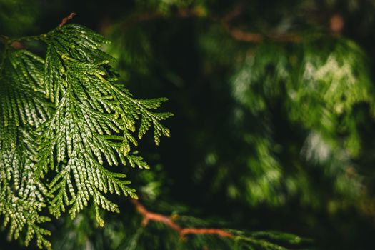 Branches with needles of tuya plicata. Green thuja tree branches, background. Western Red Cedar Leaf.