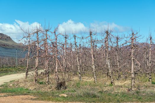 Fruit tree orchard, using the espalier system, on the Katbakkies road in the Western Cape Cederberg