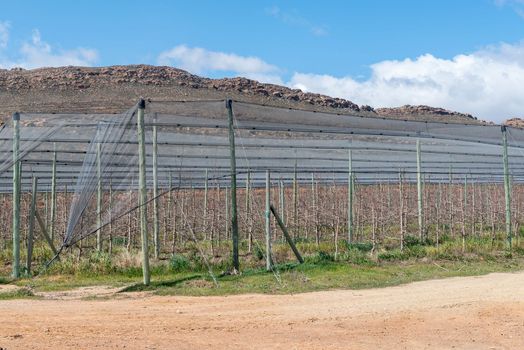 Fruit tree orchard under hail nettin on the Katbakkies road in the Western Cape Cederberg. The espalier system is used. 