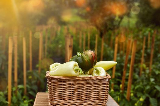 fresh ratunda peppers in a basket picked in the garden with their own hands decorative photo creative photo.