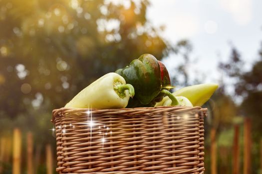 fresh ratunda peppers in a basket picked in the garden with their own hands decorative photo creative photo. High quality photo