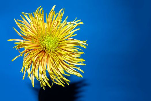 Yellow aster flower against deep blue background. . Minimal spring concept.Aesthetic blooming.