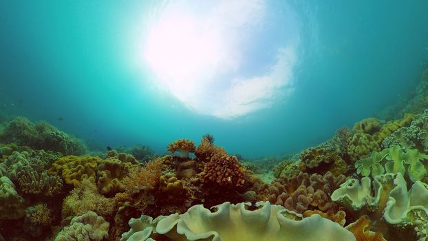 Tropical fishes and coral reef underwater. Hard and soft corals, underwater landscape. Travel vacation concept. Philippines.