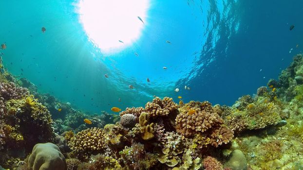 Wonderful and beautiful underwater colorful fishes and corals in the tropical reef. Philippines.