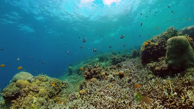 Sea coral reef. Underwater Tropical Sea Seascape. Tropical fish reef marine. Philippines.