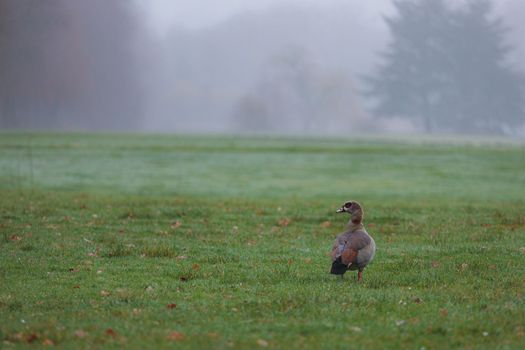 Beautiful Egyptian goose alone in the misty park. Fog in the park. The scenery of the misty park