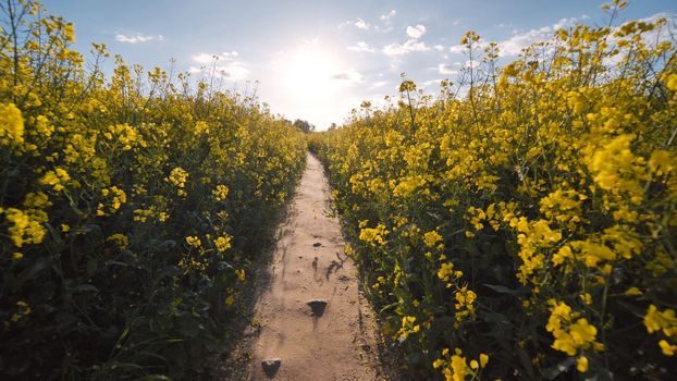 A path in a field of rapeseed on a spring day