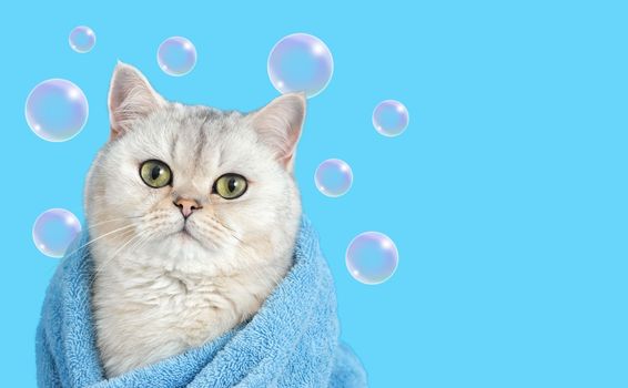 A charming white cute cat, after bathing, wrapped in a blue towel, sits on a blue background with flying soap bubbles, looks at the camera