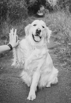 Golden Retriever gives five to its owner.