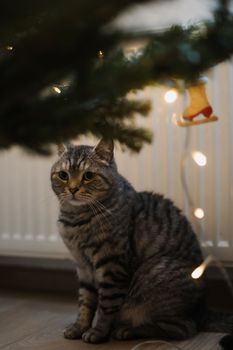 A beautiful domestic gray cat next to a decorated Christmas tree. Merry Christmas and New Year