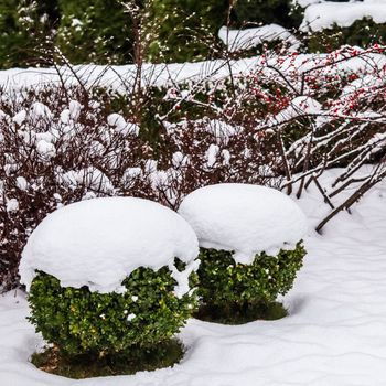 Winter garden with decorative shrubs and shaped yew and boxwood, Buxus, covered with a thick layer of white fluffy snow. Gardening concept.