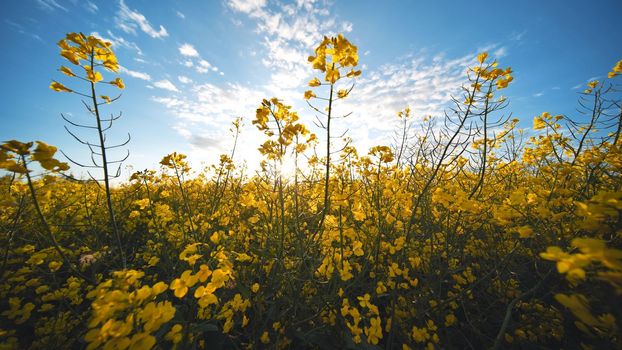 Rapeseed flowers at sunset. Video using a slider