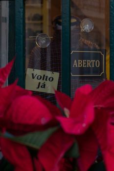 Glass display case of an old shop with a plaque open, decorated with pots with poinsettia with red leaves close up