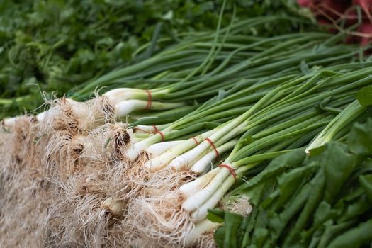 Bunches of green onions on display at a farmers' market.