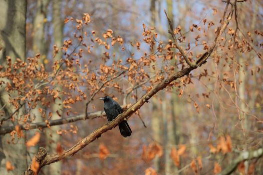 Common raven Bird, large all-black passerine bird on tree branch