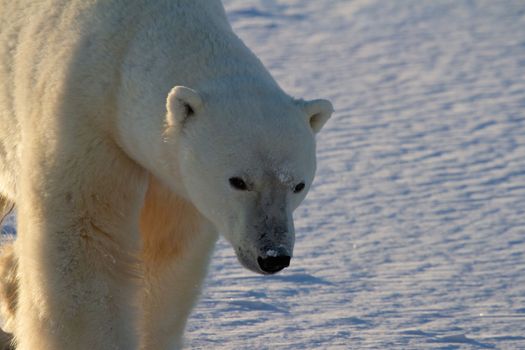 Closeup of a polar bear or ursus maritumus on a sunny day with snow in the background, near Churchill, Manitoba Canada