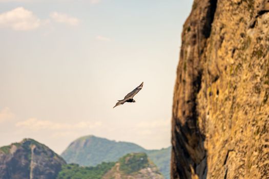 condor flying next to a rock above the ocean. Brazil. Rio de Janeiro