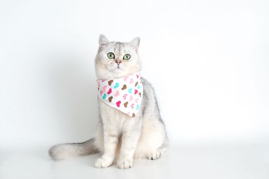 Adorable white cat sits on a white background, with a triangular neckerchief in hearts. Copy space