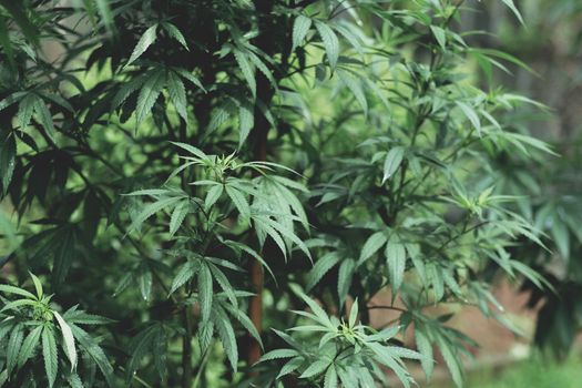SoG hemp cultivation technique. Growing pot in groutent. Vegetative stage of marijuana growth. Medical marijuana. Background of cannabis leaves. A large amount of marijuana. Growing cannabis indoors...