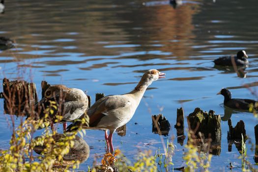 Beautiful Egyptian goose standing in shallow water. High-quality photo