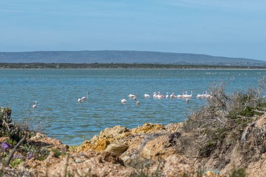 Greater flamingoes in the Springfield saltpans in the Agulhas National Park