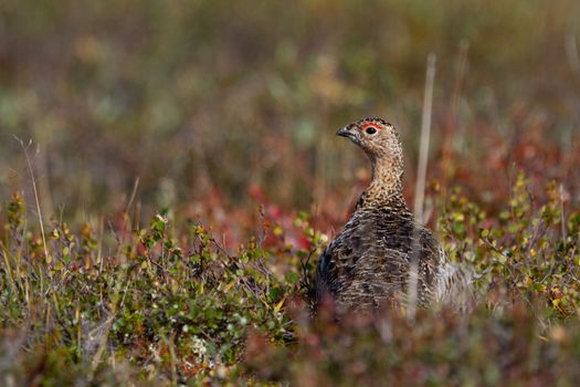 A willow ptarmigan, Lagopus lagopus, in summer searching for food among tundra willows in the Canadian arctic, near Arviat, Nunavut