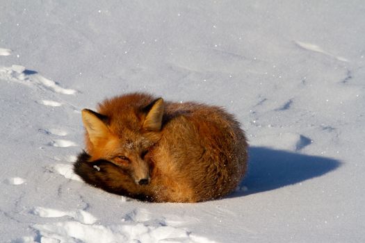 A red fox curled up in a snowbank near Churchill, Manitoba Canada