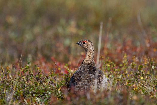 A willow ptarmigan, Lagopus lagopus, in summer searching for food among tundra willows in the Canadian arctic, near Arviat, Nunavut