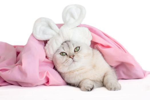 Funny white cat, in a bandage with ears, lies under a pink blanket, isolated on white background