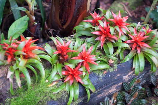 yellow burgundy bromeliads on a wooden stump of a botanical garden. High quality yellow burgundy bromeliads on a wooden stump of a botanical garden
