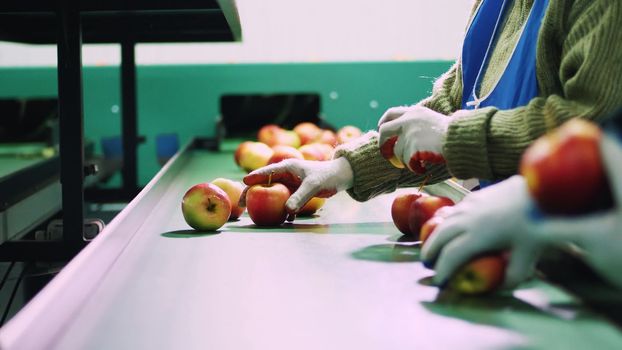 in an apple processing factory, workers in gloves sort apples. Ripe apples sorting by size and color, then packing. industrial production facilities in food industry. High quality photo