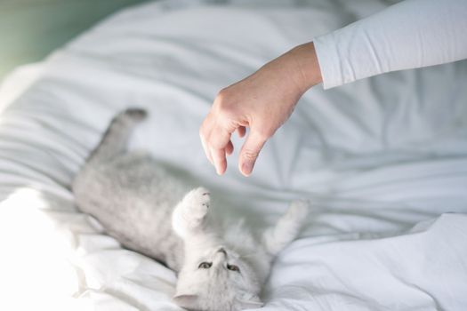 Cute tabby Scottish short hair silver kitten, Dreaming kittens sits on a bed, Pets sleep at cozy home. Funny adorable pets cats. Postcard concept. High quality photo